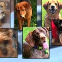 Chicago Police search for doggy daycare van that with stolen with several dogs inside