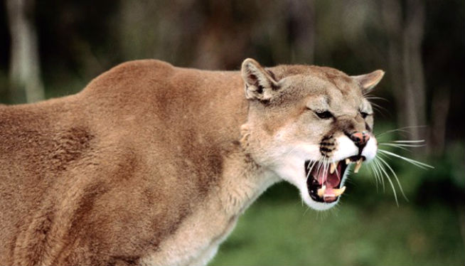 Mom pried son’s head from mountain lion’s mouth | AM 740 KVOR | KVOR-AM